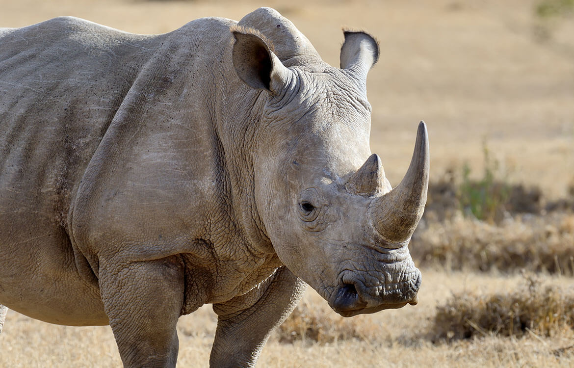 Protect the Last Remaining  Rhinos from Poachers